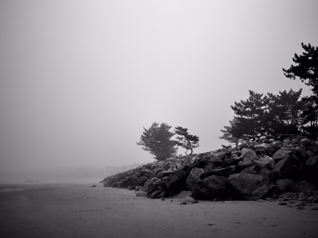 Twisted pine silhouetted against a boulder seawall in fog