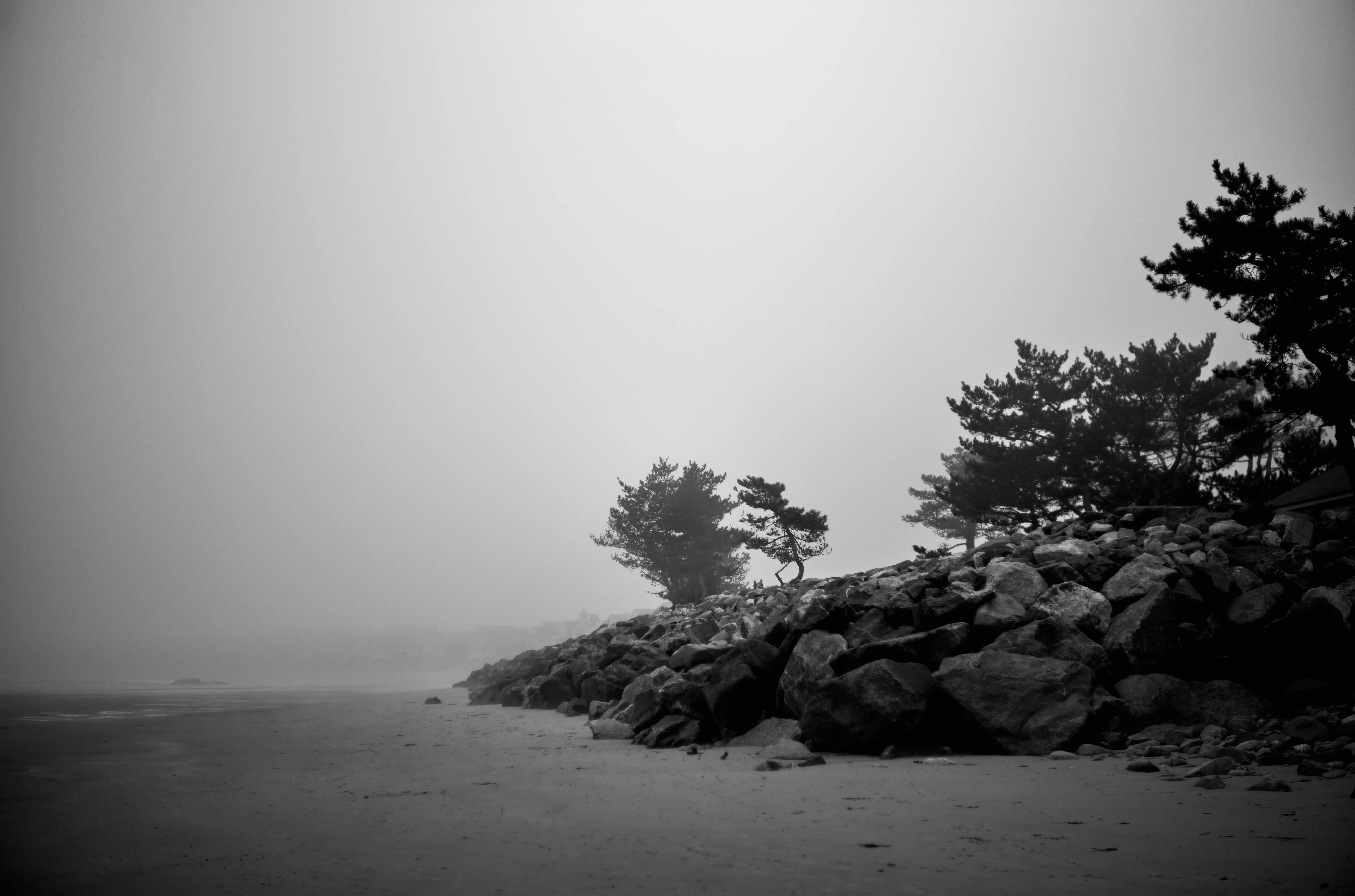 Twisted pine and boulder seawall disappearing into fog, North Beach NH