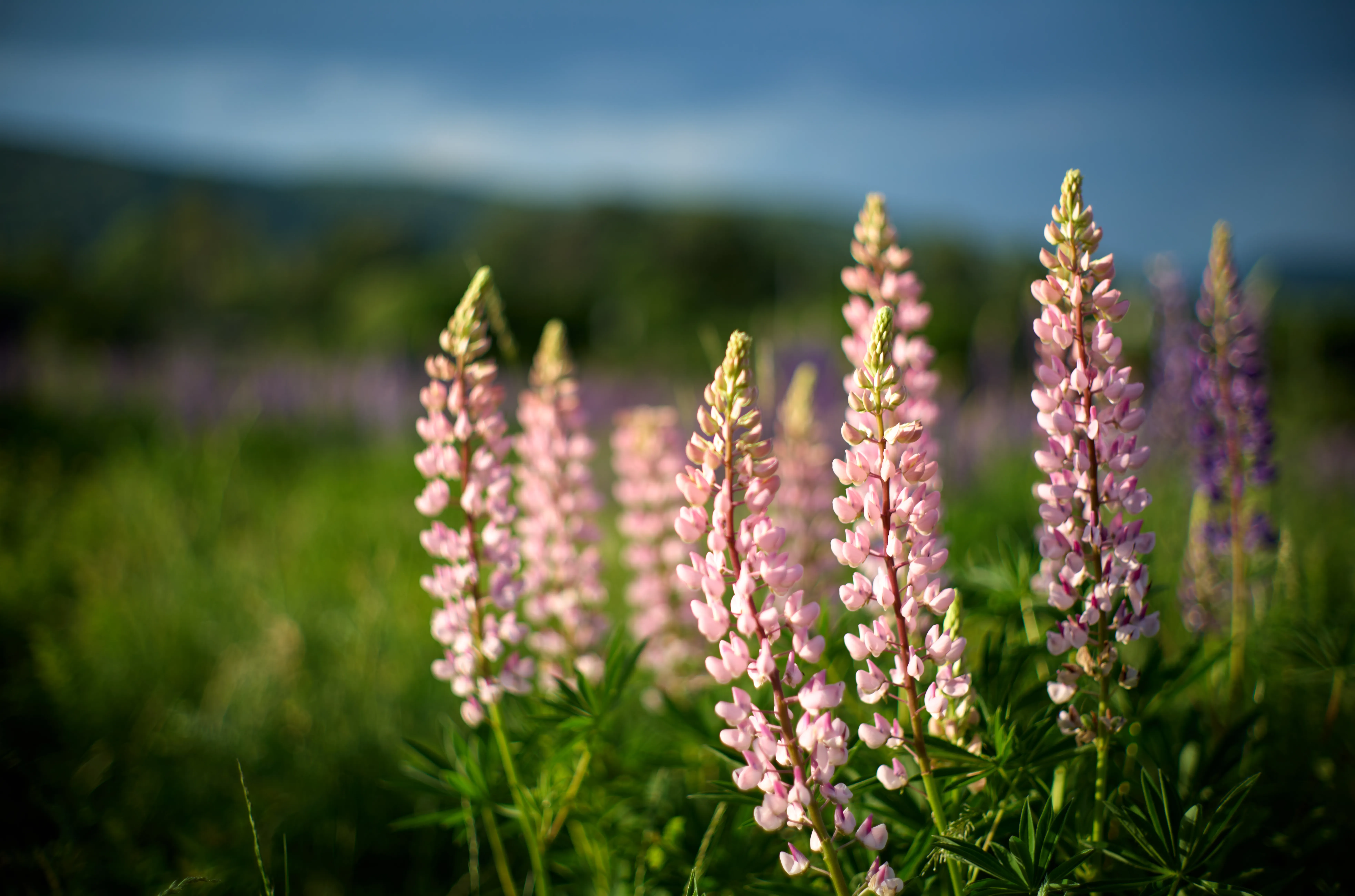 Pink lupines in warm sidelight, mountains soft behind