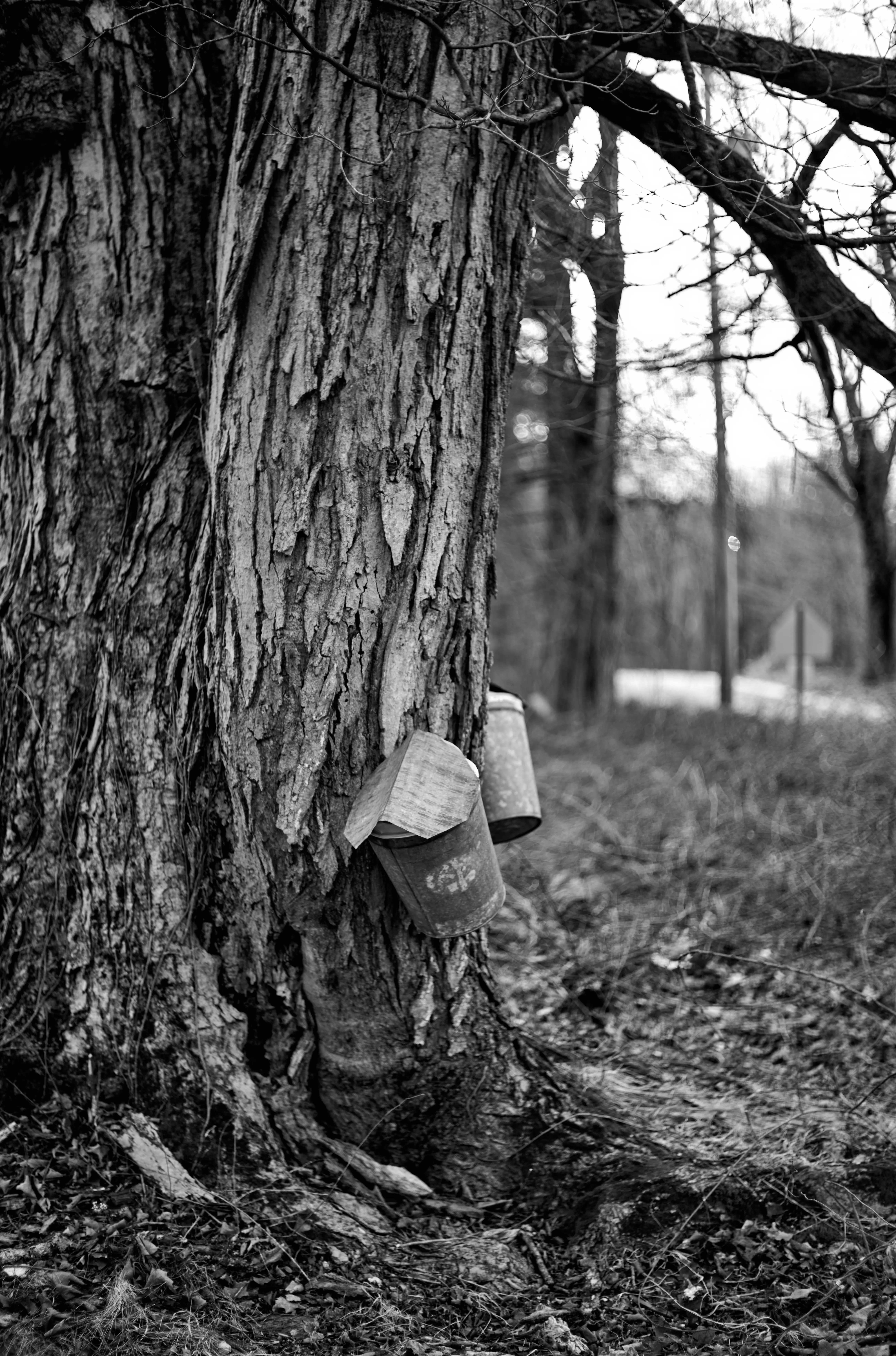 Two old sap buckets hanging from a maple tree, bare branches and soft bokeh behind