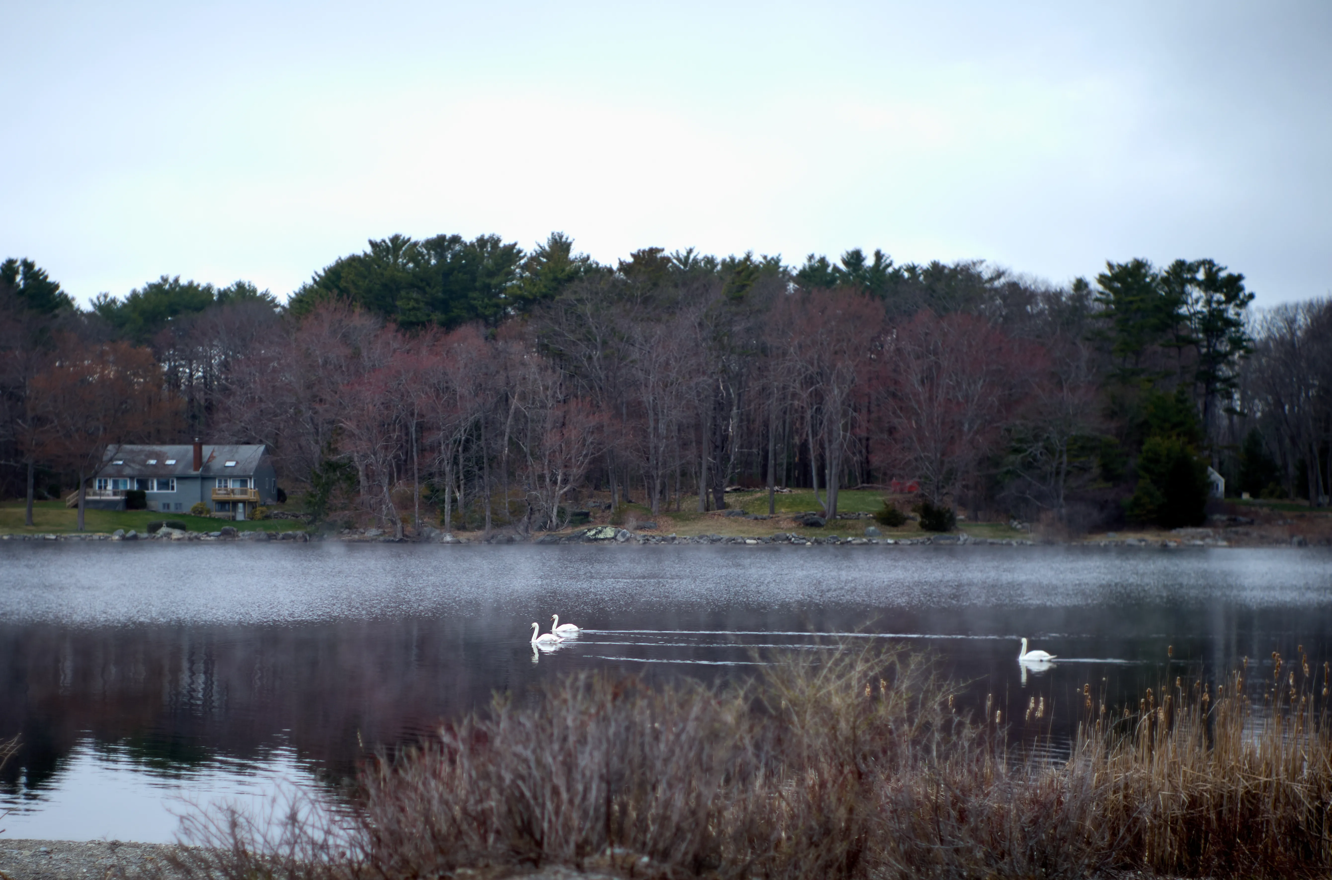 Three swans moving through mist on a still pond, bare trees and a house beyond