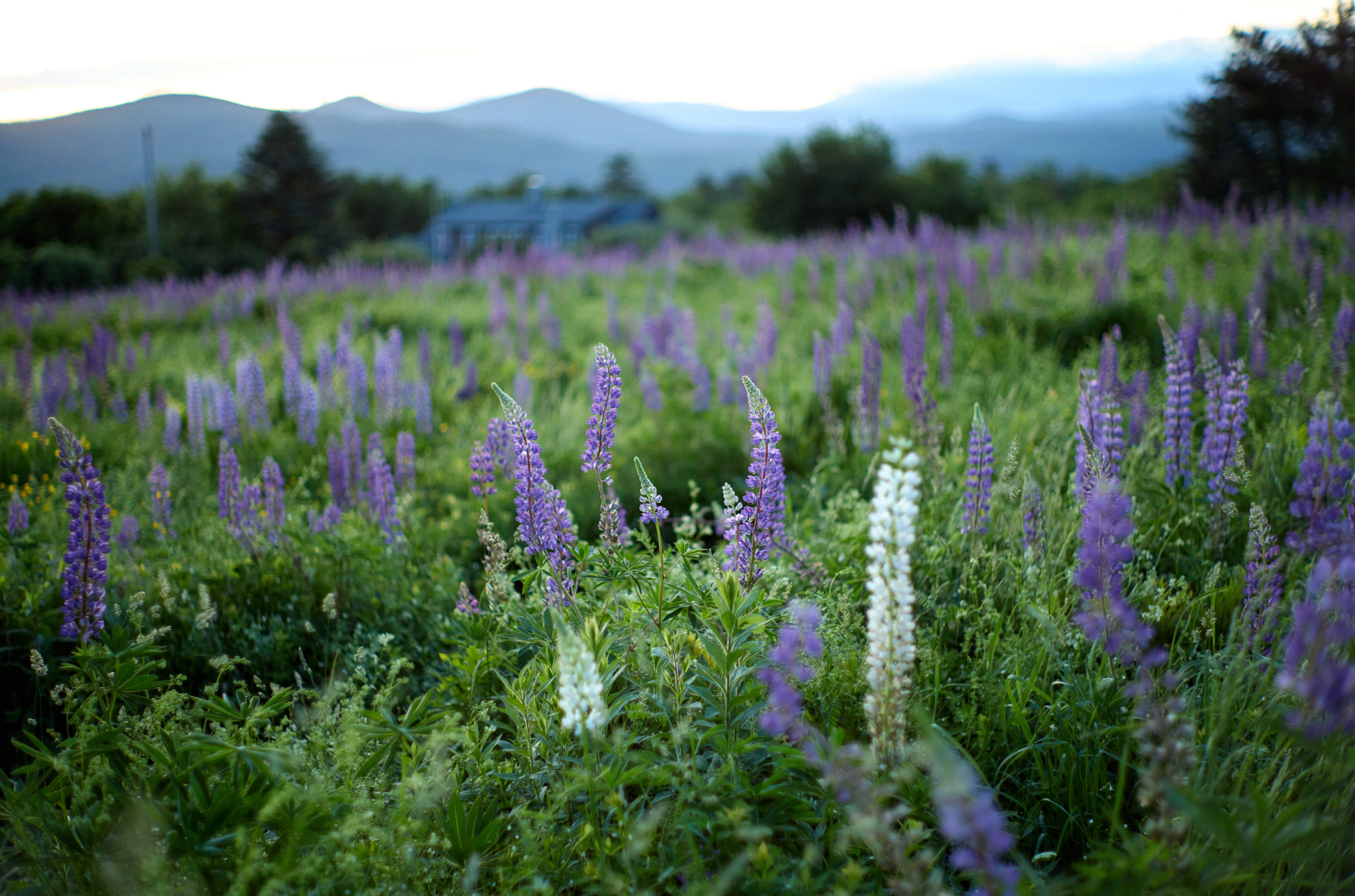 Morning lupines, white stalk prominent in the foreground, soft