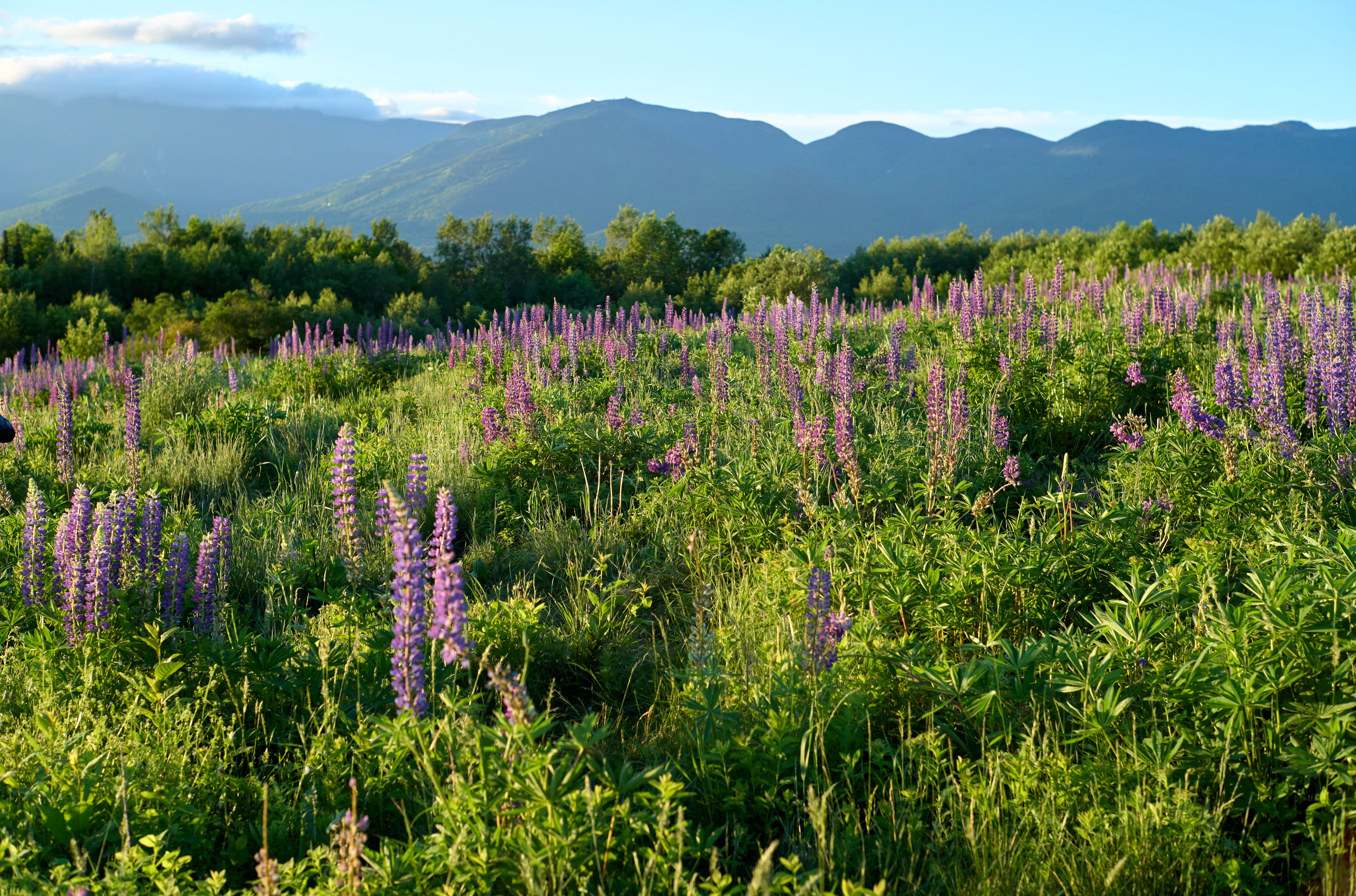 Lupine field in warm morning sidelight