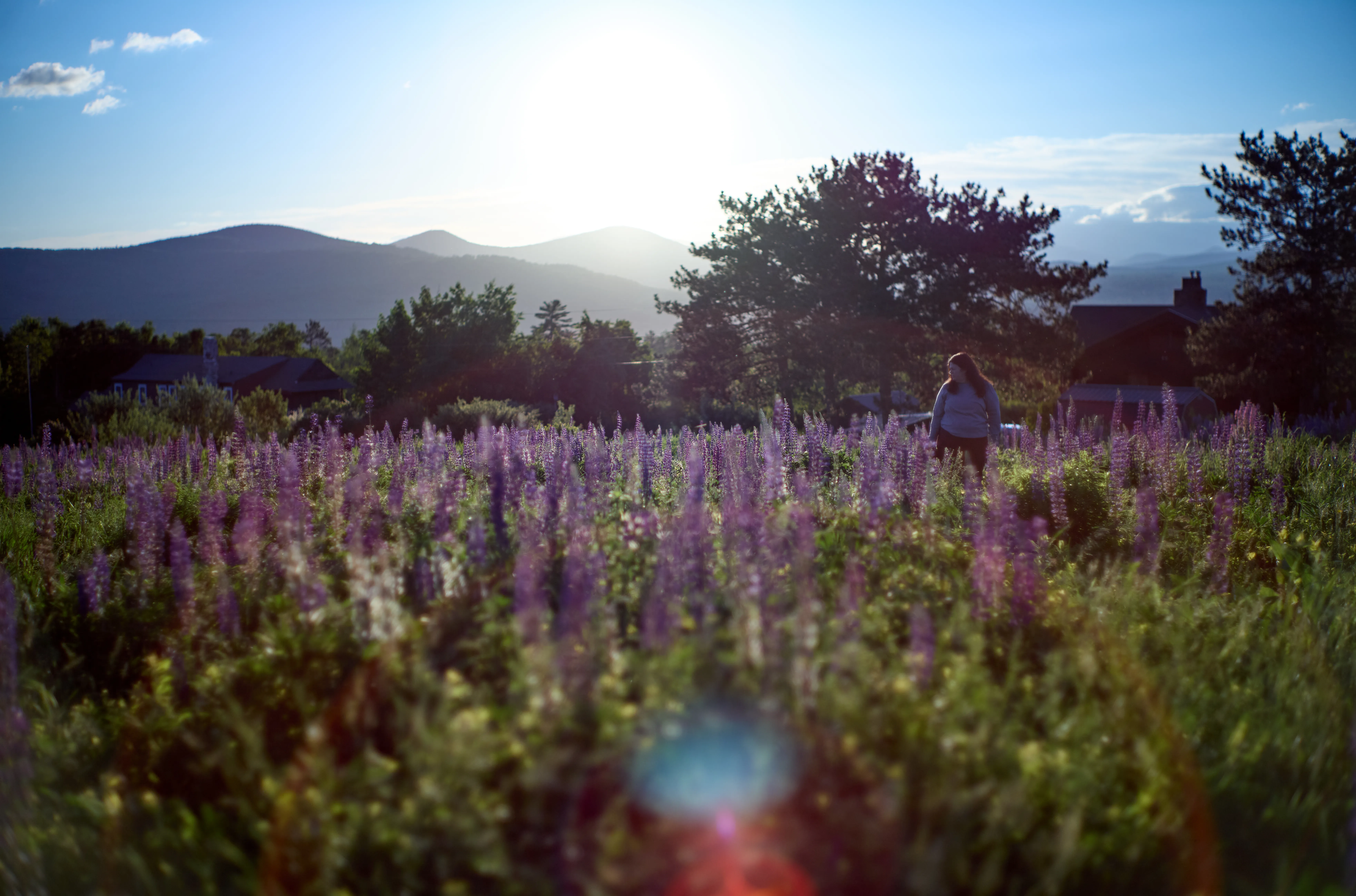 Backlit lupine field, figure in the middle distance, sun just above the ridge