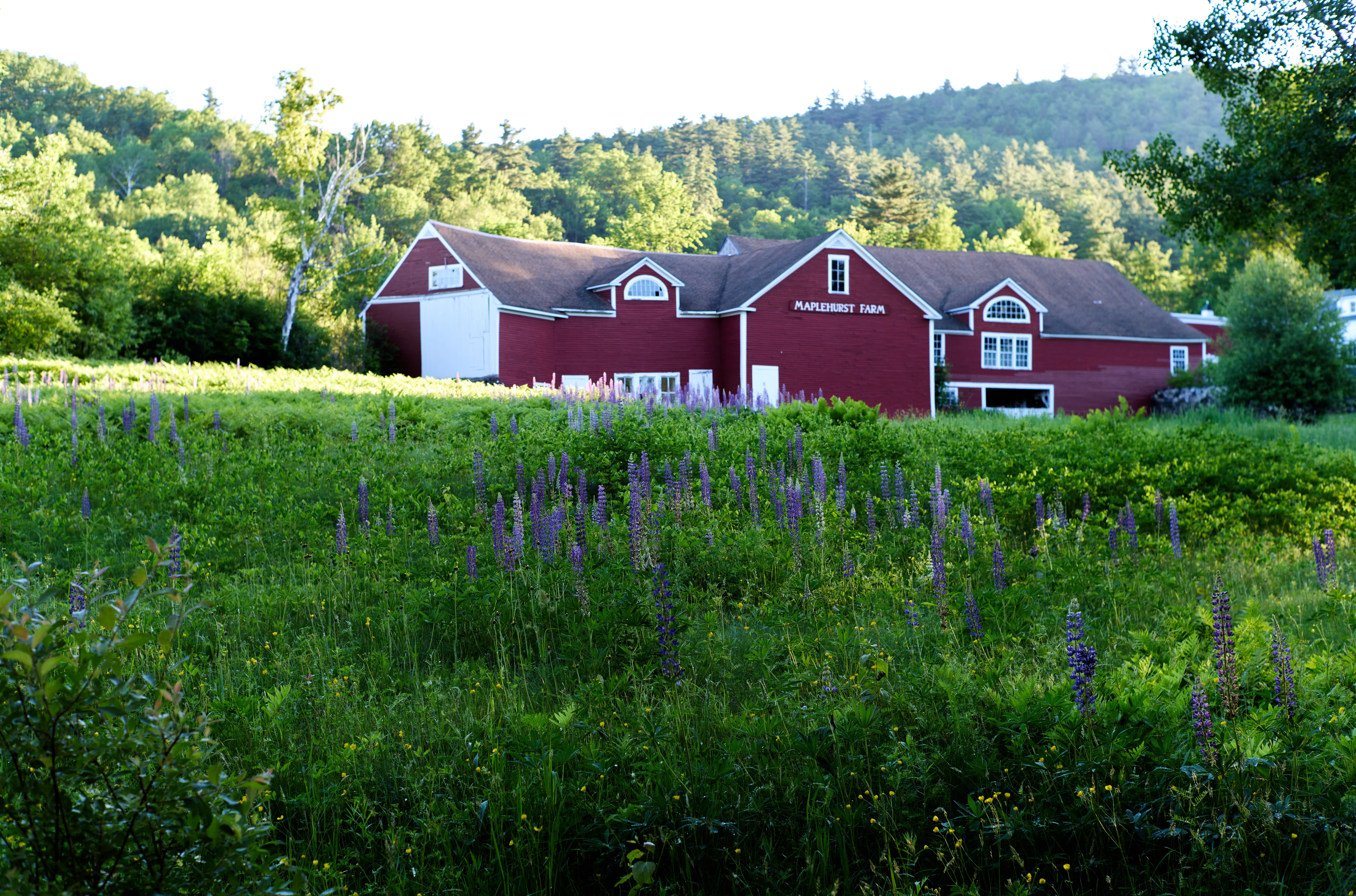 Lupine field with farmhouse in warm morning light